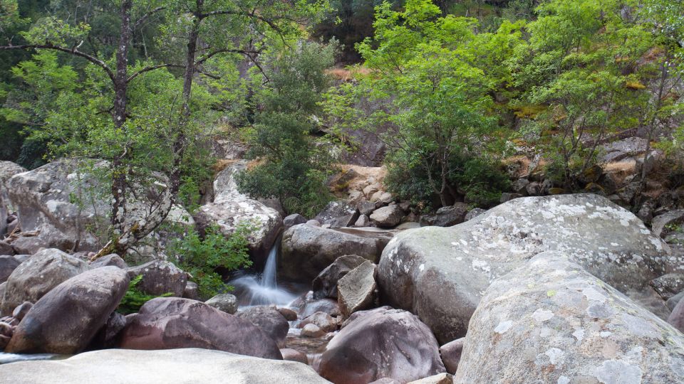 Foresta di Bonifato - Corsica