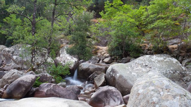 Bonifato Forest - Corsica